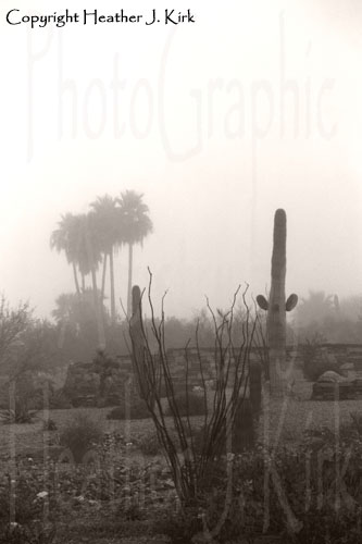 Cactus Fog